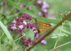 Engsmyger (Ochlodes sylvanus)