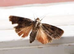 Rødt pyramidefly (Amphipyra pyramidea)