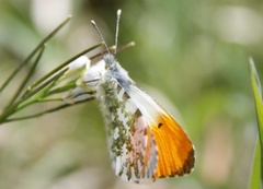 Aurorasommerfugl (Anthocharis cardamines)