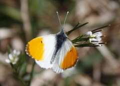 Aurorasommerfugl (Anthocharis cardamines)