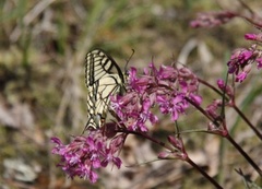 Svalestjert (Papilio machaon)