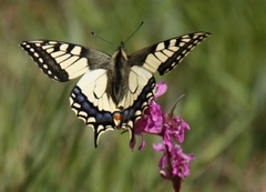 Svalestjert (Papilio machaon)