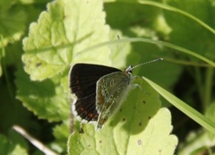 Sankthansblåvinge (Aricia artaxerxes)