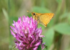 Engsmyger (Ochlodes sylvanus)