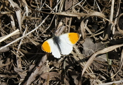 Aurorasommerfugl (Anthocharis cardamines)