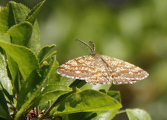 Lyngmåler (Ematurga atomaria)