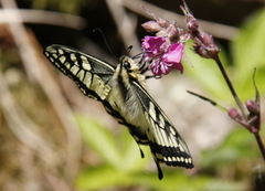 Svalestjert (Papilio machaon)