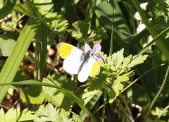 Aurorasommerfugl (Anthocharis cardamines)