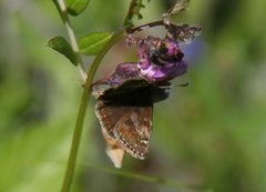 Tiriltungesmyger (Erynnis tages)