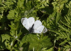 Aurorasommerfugl (Anthocharis cardamines)