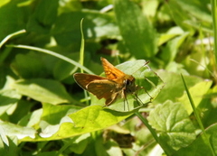 Engsmyger (Ochlodes sylvanus)