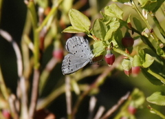 Vårblåvinge (Celastrina argiolus)