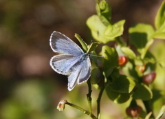 Vårblåvinge (Celastrina argiolus)