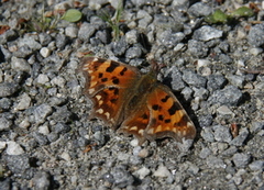 Hvit c (Polygonia c-album)