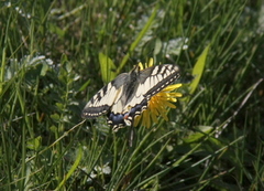 Svalestjert (Papilio machaon)