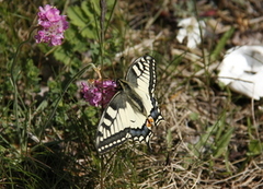 Svalestjert (Papilio machaon)