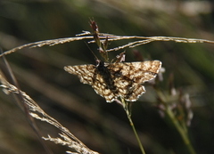 Lyngmåler (Ematurga atomaria)