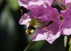 Bredkantet humlesvermer (Hemaris fuciformis)