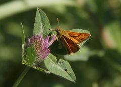 Engsmyger (Ochlodes sylvanus)