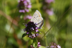 Sankthansblåvinge (Aricia artaxerxes)