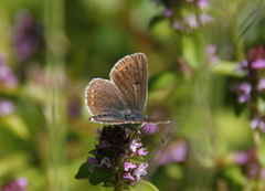 Sankthansblåvinge (Aricia artaxerxes)