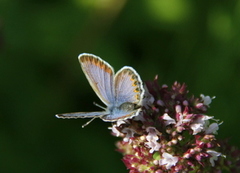 Argusblåvinge (Plebejus argus)