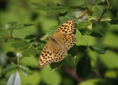 Keiserkåpe (Argynnis paphia)