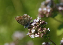 Sankthansblåvinge (Aricia artaxerxes)