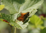 Engsmyger (Ochlodes sylvanus)