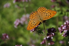 Keiserkåpe (Argynnis paphia)