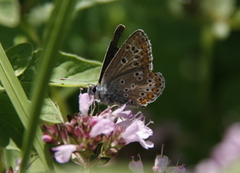 Sankthansblåvinge (Aricia artaxerxes)