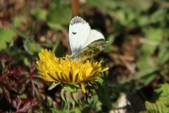 Aurorasommerfugl (Anthocharis cardamines)