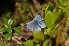 Vårblåvinge (Celastrina argiolus)