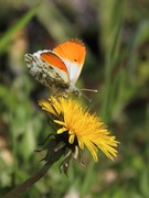 Aurorasommerfugl (Anthocharis cardamines)