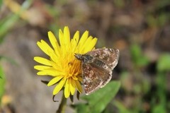 Tiriltungesmyger (Erynnis tages)