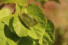 Stor kålsommerfugl (Pieris brassicae)