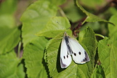 Stor kålsommerfugl (Pieris brassicae)