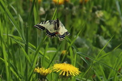 Svalestjert (Papilio machaon)