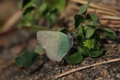 Grønnstjertvinge (Callophrys rubi)