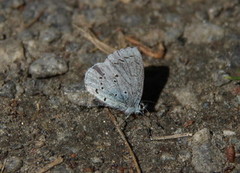 Vårblåvinge (Celastrina argiolus)