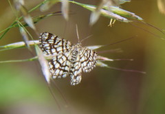 Rutemåler (Semiothisa clathrata)