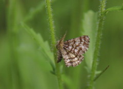 Rutemåler (Chiasmia clathrata)