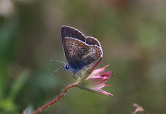 Sankthansblåvinge (Aricia artaxerxes)