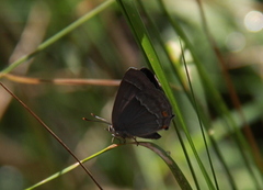 Eikestjertvinge (Favonius quercus)