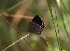 Eikestjertvinge (Favonius quercus)