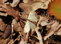 Randengmåler (Idaea biselata)