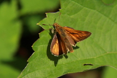 Engsmyger (Ochlodes sylvanus)