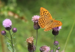 Keiserkåpe (Argynnis paphia)