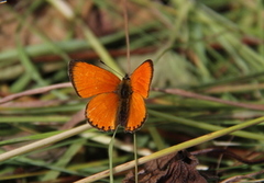 Oransjegullvinge (Lycaena virgaureae)