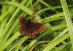 Fløyelsringvinge (Erebia ligea)